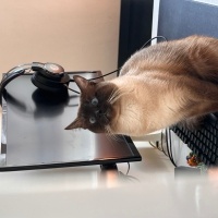 Siyam Kedisi, Kedi  Nimbus fotoğrafı