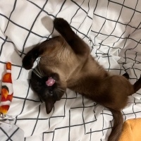 Siyam Kedisi, Kedi  Nimbus fotoğrafı