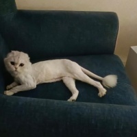 Scottish Fold, Kedi  Pamuk fotoğrafı