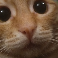 Tekir Kedi, Kedi  Bal fotoğrafı