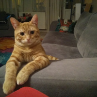 Tekir Kedi, Kedi  Bal fotoğrafı