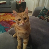 Tekir Kedi, Kedi  Bal fotoğrafı
