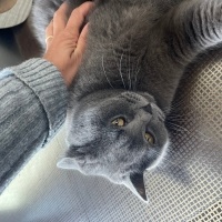 British Shorthair, Kedi  Saşha fotoğrafı