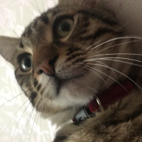 Tekir Kedi, Kedi  LUİ  fotoğrafı