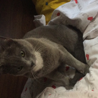 Mavi Rus, Kedi  adını sen koy fotoğrafı