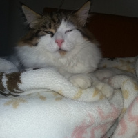 Tekir Kedi, Kedi  Tarçın fotoğrafı