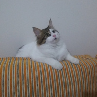 Tekir Kedi, Kedi  Tarçın fotoğrafı