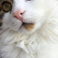 Tekir Kedi, Kedi  Tarçın fotoğrafı