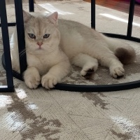 British Shorthair, Kedi  Sütlaç fotoğrafı