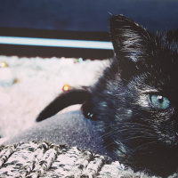 Tekir Kedi, Kedi  Arya fotoğrafı