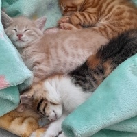 Tekir Kedi, Kedi  KARAMEL, LATTE VE BAL fotoğrafı