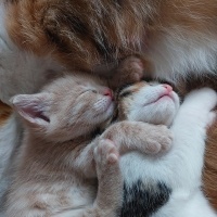 Tekir Kedi, Kedi  KARAMEL, LATTE VE BAL fotoğrafı