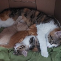 Tekir Kedi, Kedi  KARAMEL, LATTE VE BAL fotoğrafı