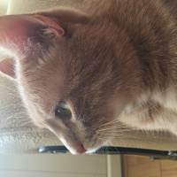 Tekir Kedi, Kedi  Maceracı fotoğrafı