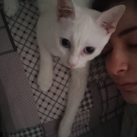 Van Kedisi, Kedi  Lunok fotoğrafı