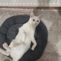 Van Kedisi, Kedi  Lunok fotoğrafı