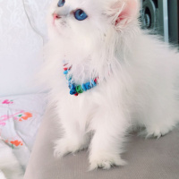 Scottish Fold, Kedi  Pamuk fotoğrafı
