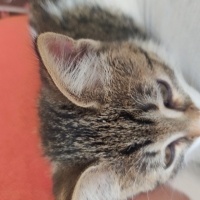 Tekir Kedi, Kedi  Afacan fotoğrafı