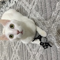 Van Kedisi, Kedi  Suphi fotoğrafı