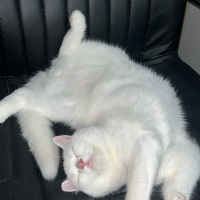 British Longhair, Kedi  Casper fotoğrafı