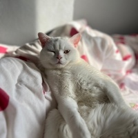 British Longhair, Kedi  Casper fotoğrafı