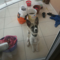 Sokö (Sokak Köpeği), Köpek  Rüzgar fotoğrafı
