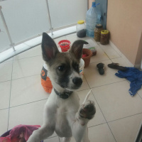 Sokö (Sokak Köpeği), Köpek  Rüzgar fotoğrafı
