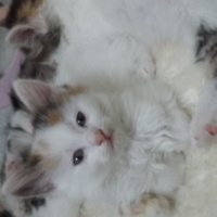 Norwegian Forest, Kedi  Minik fotoğrafı