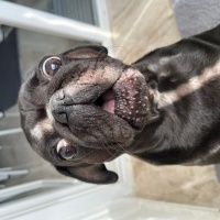 Pug, Köpek  Darcy fotoğrafı