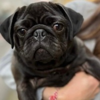 Pug, Köpek  Darcy fotoğrafı