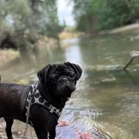 Pug, Köpek  Darcy fotoğrafı