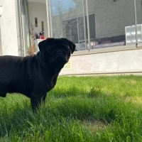 Pug, Köpek  Darcy fotoğrafı