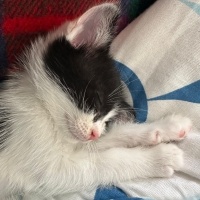 Tekir Kedi, Kedi  Yaşar fotoğrafı