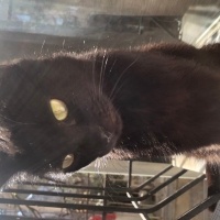 Bombay, Kedi  Zeytin fotoğrafı