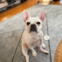 Fransız Bulldog, Köpek  Hera fotoğrafı