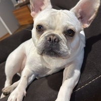 Fransız Bulldog, Köpek  Hera fotoğrafı