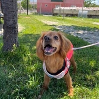 Amerikan Cocker Spaniel, Köpek  Lina fotoğrafı
