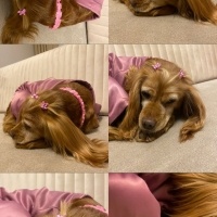 Amerikan Cocker Spaniel, Köpek  Lina fotoğrafı