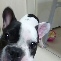 Fransız Bulldog, Köpek  pixel fotoğrafı