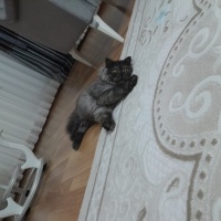 İran Kedisi (Persian), Kedi  Mars fotoğrafı