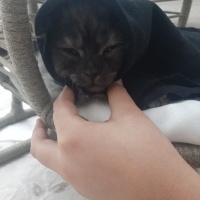 İran Kedisi (Persian), Kedi  Mars fotoğrafı
