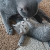 British Shorthair, Kedi  sinem fotoğrafı