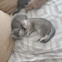 British Shorthair, Kedi  sinem fotoğrafı