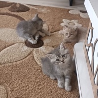 British Shorthair, Kedi  sinem fotoğrafı