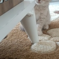 British Shorthair, Kedi  sinem fotoğrafı