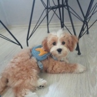 Maltese, Köpek  THEO fotoğrafı