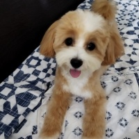 Maltese, Köpek  THEO fotoğrafı