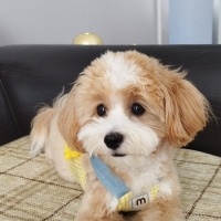 Maltese, Köpek  THEO fotoğrafı
