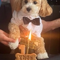 Maltese, Köpek  THEO fotoğrafı