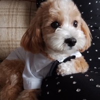 Maltese, Köpek  THEO fotoğrafı